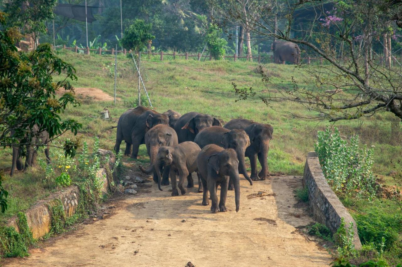Pinnawala Elephant Front View Hotel Rambukkana Dış mekan fotoğraf